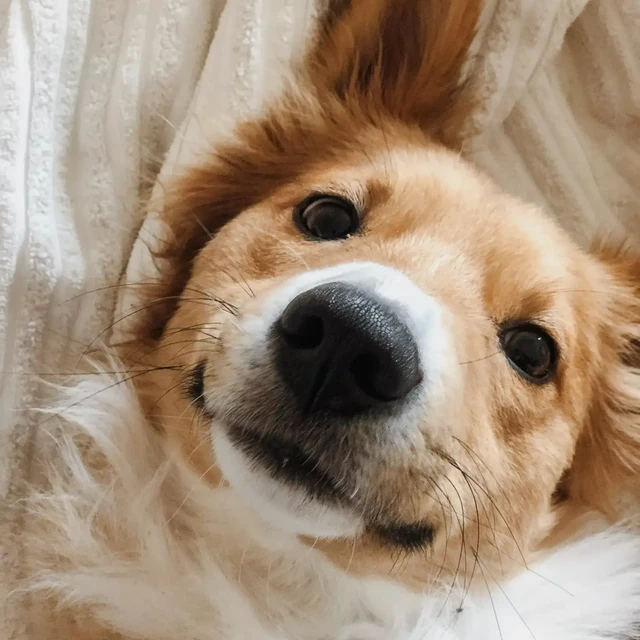 Sleeping Dog