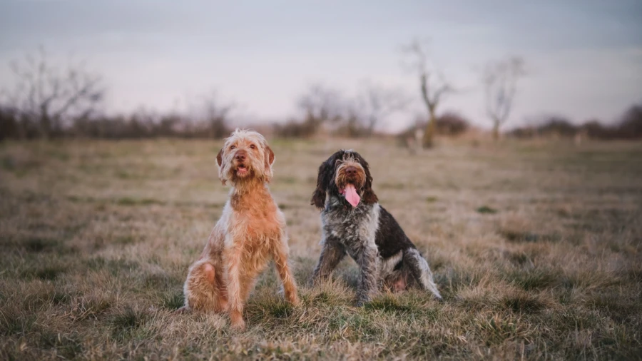 two dogs