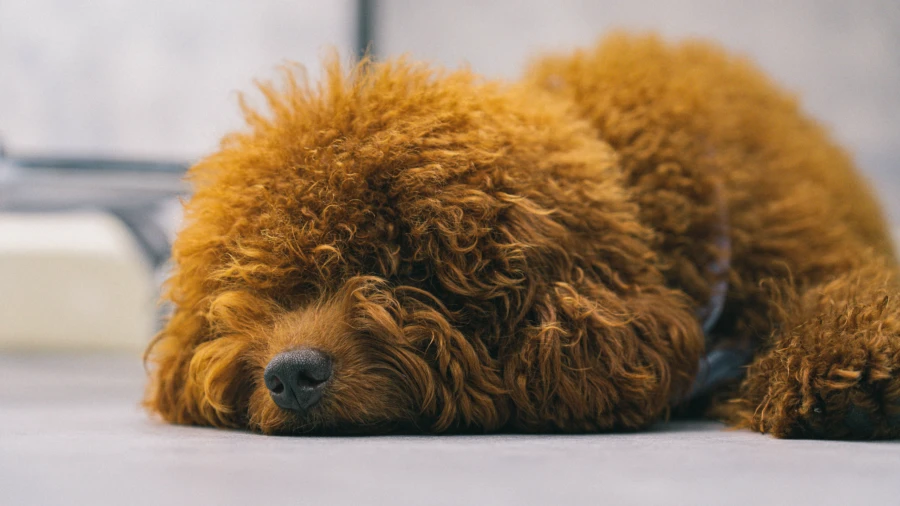 laying dog