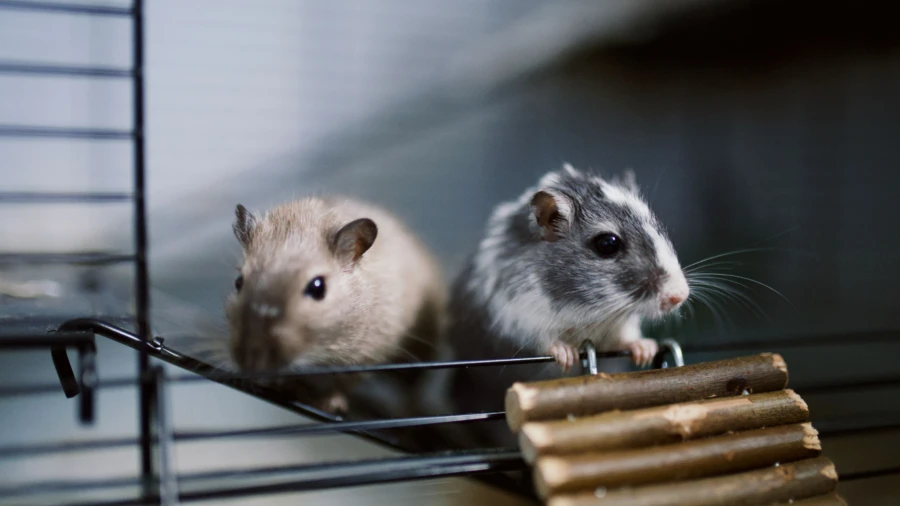rodents