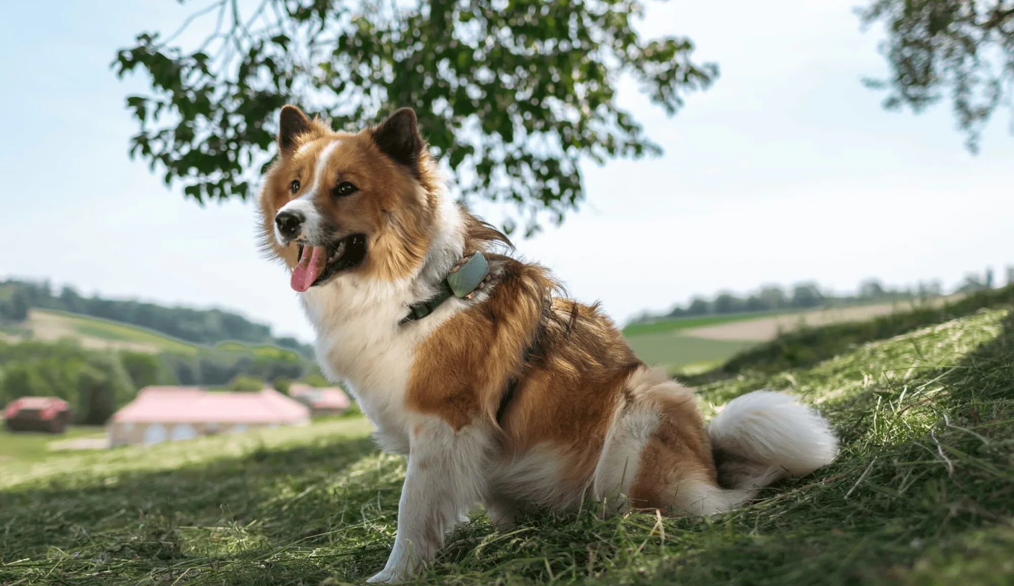 Dog anjo sitting in shade