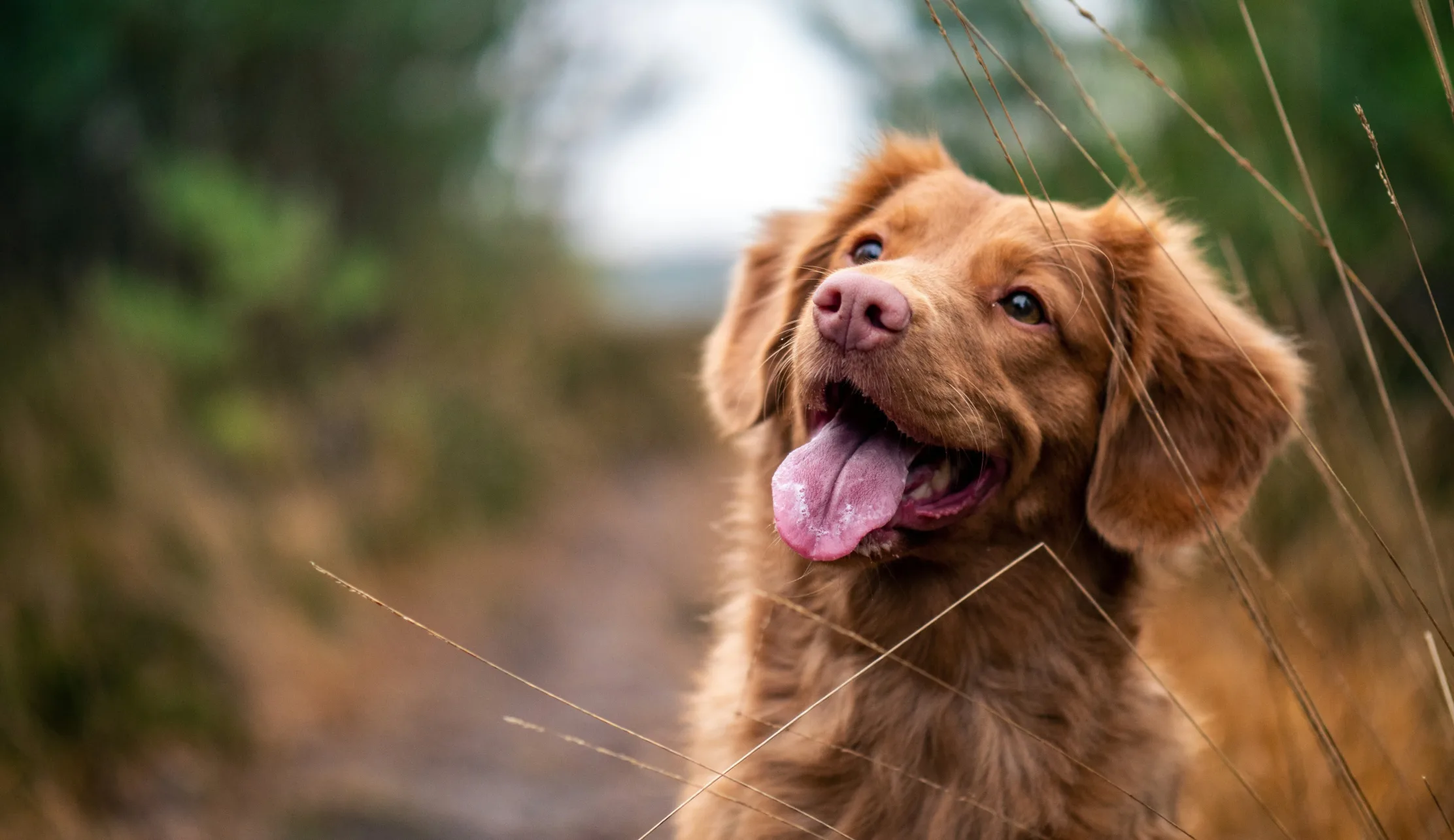 Hund in Wiese