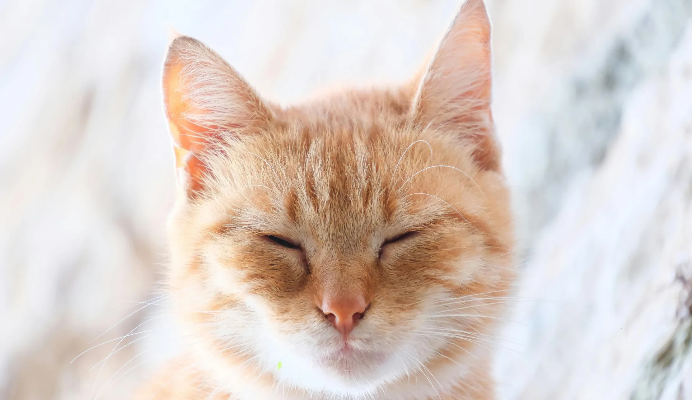 Katze augen zu