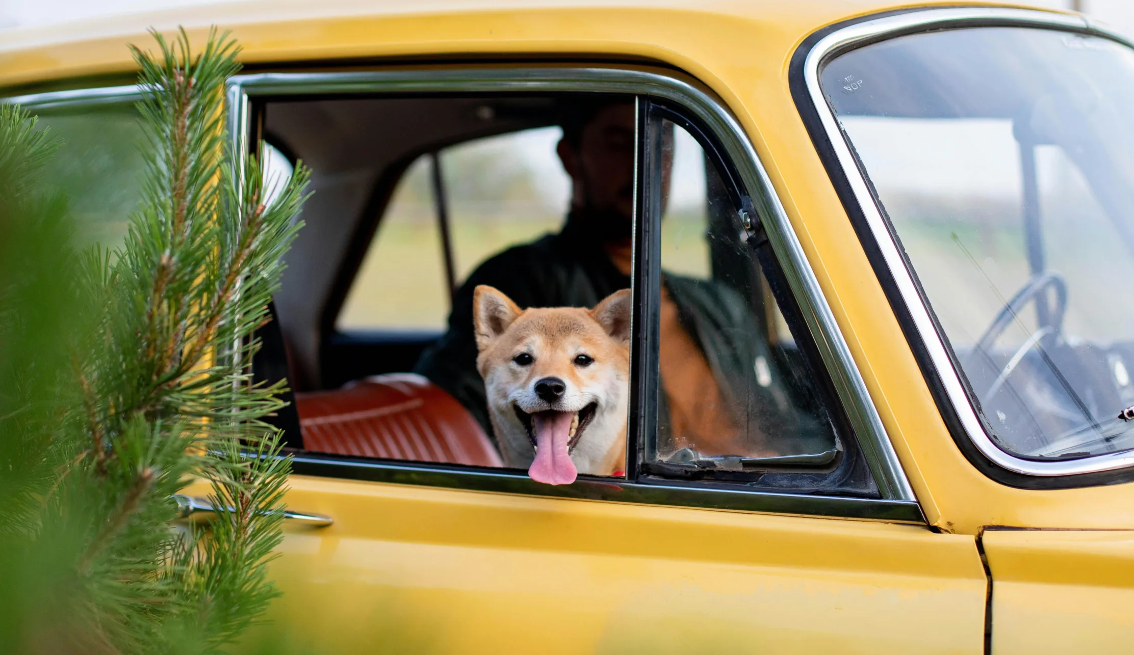 Hund Shiba im Auto