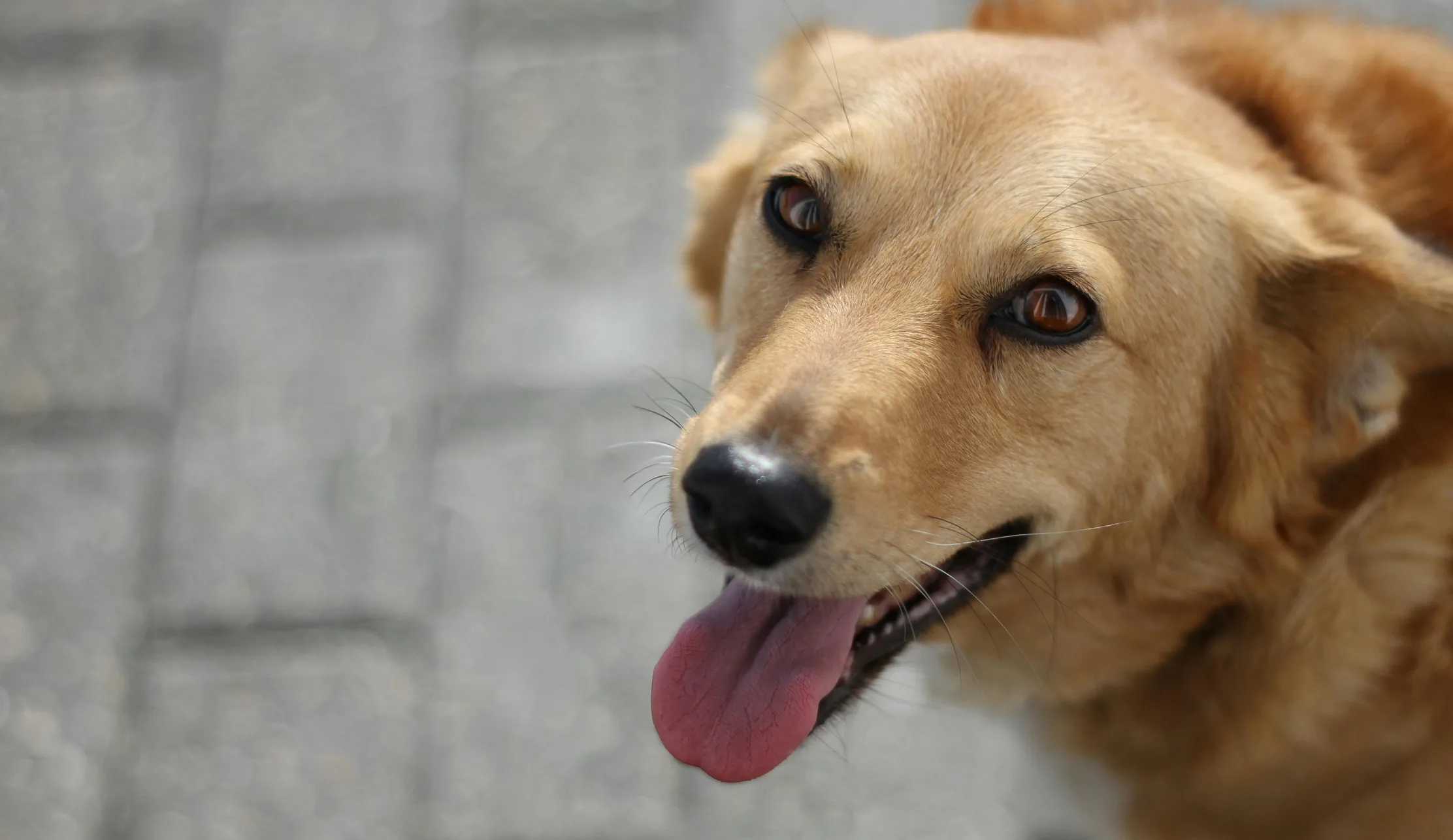 Hund auf Straße