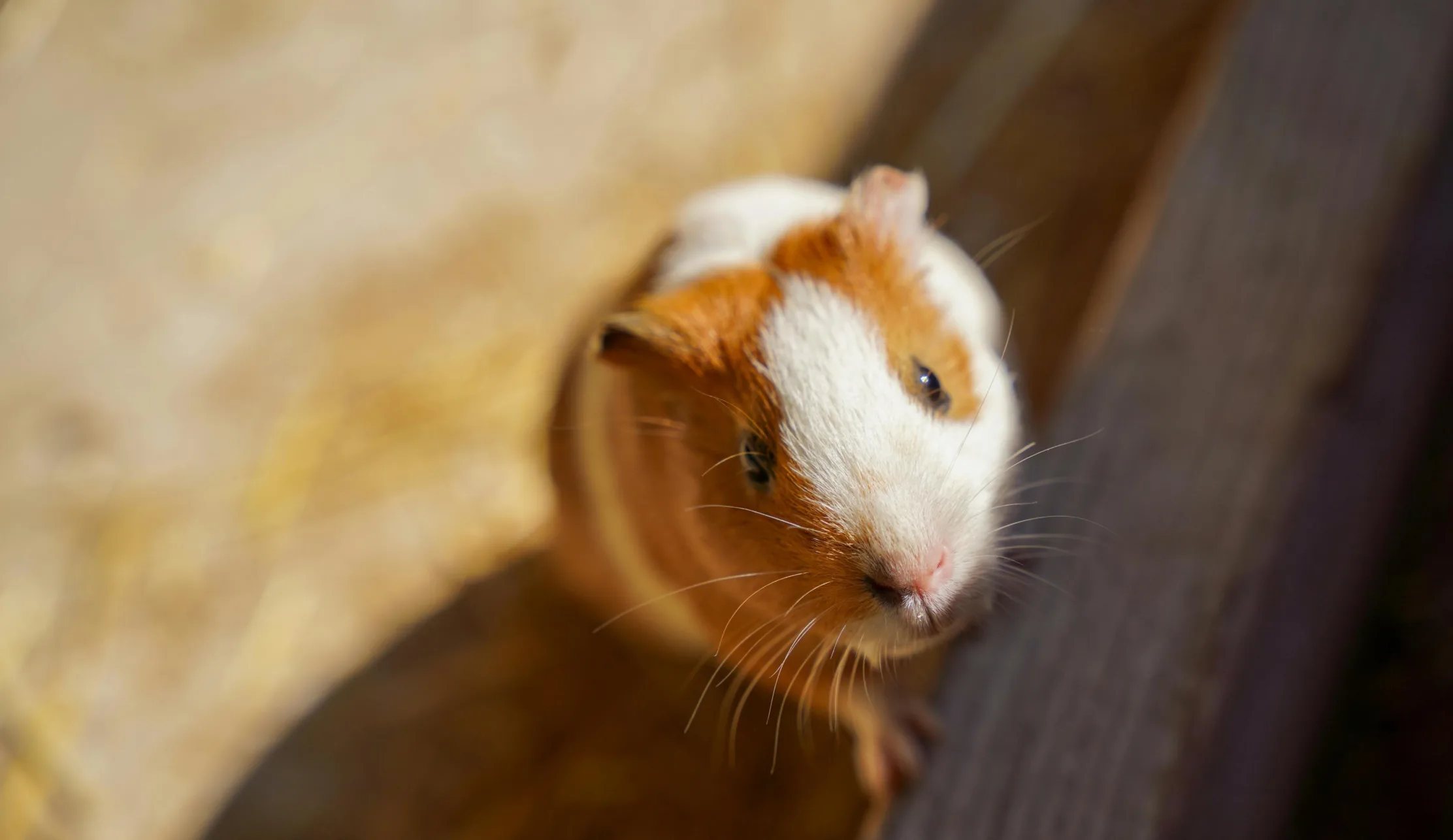 Meerschweinchen 1