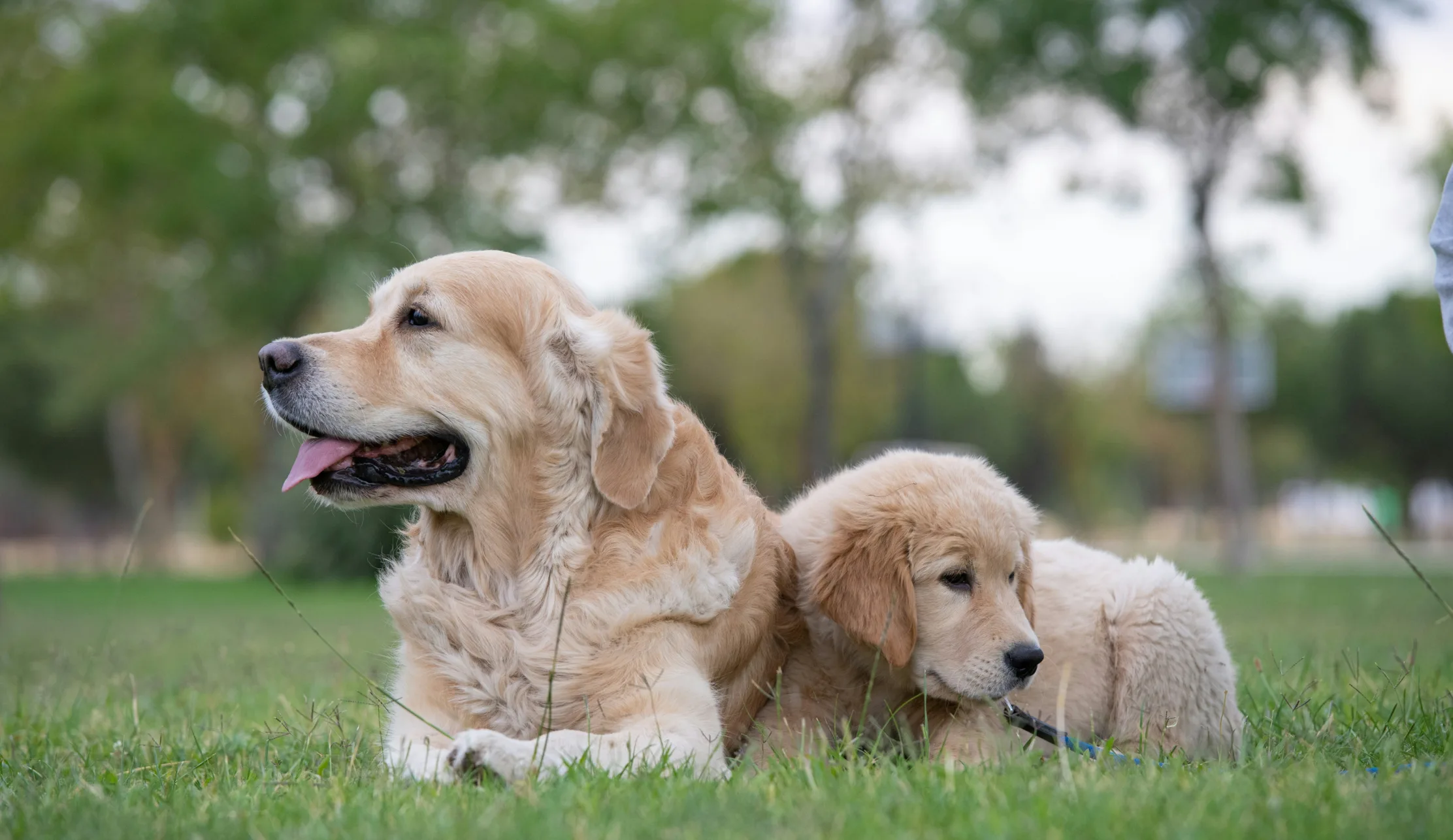 Erwachsener Hund mit Welpe