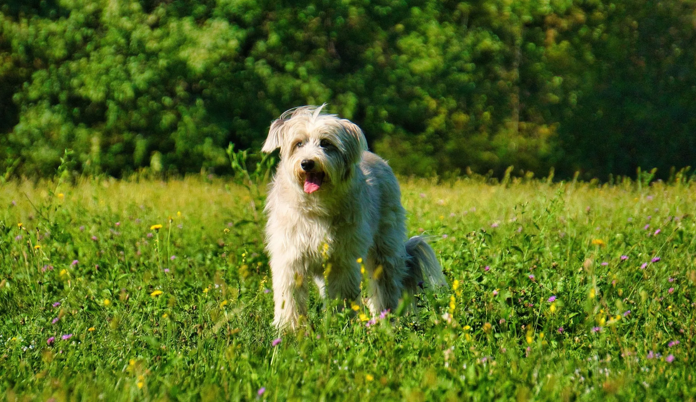 Hund wiese komprimiert