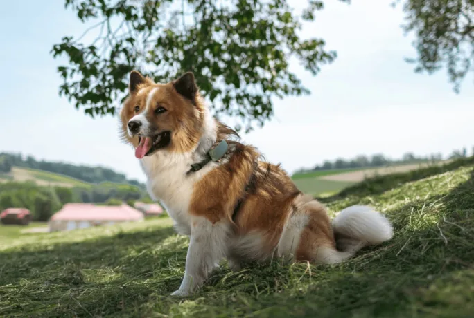 Dog anjo sitting in shade