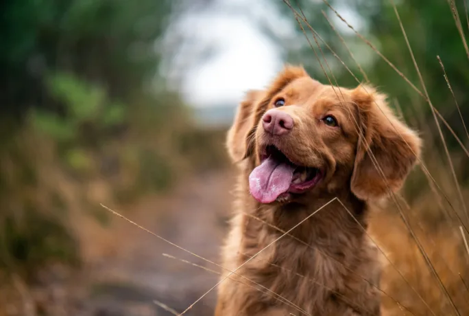 Hund in Wiese