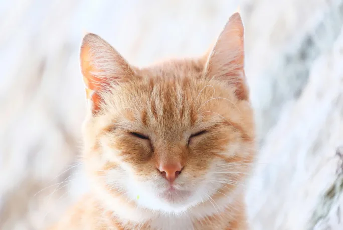 Katze augen zu