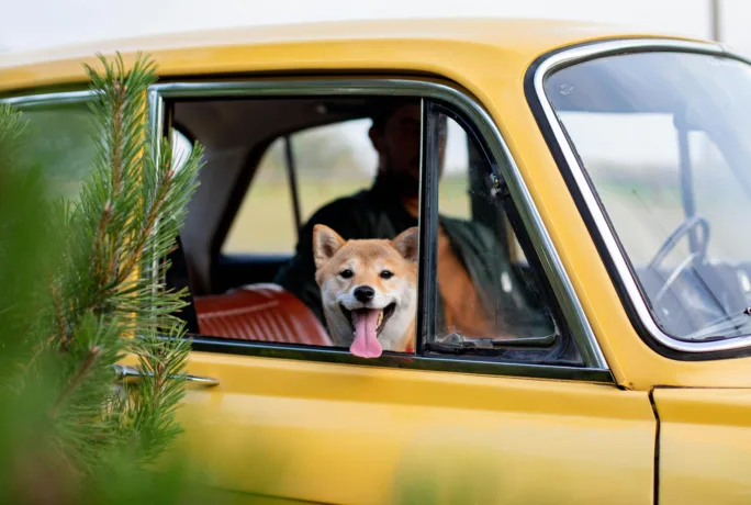 Hund Shiba im Auto