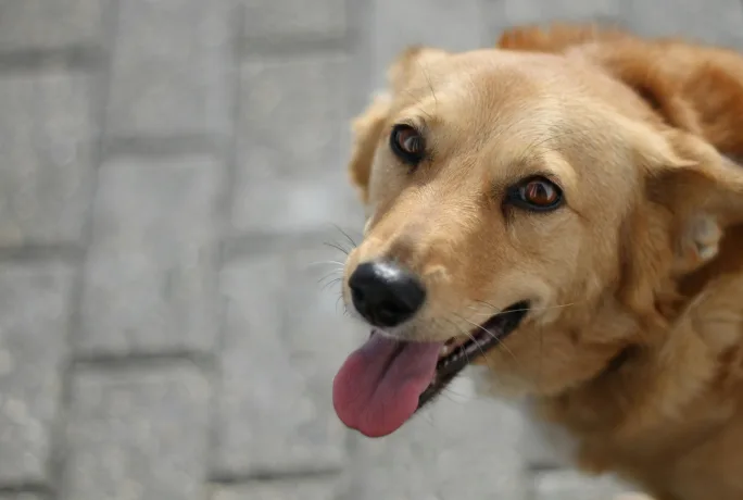 Hund auf Straße