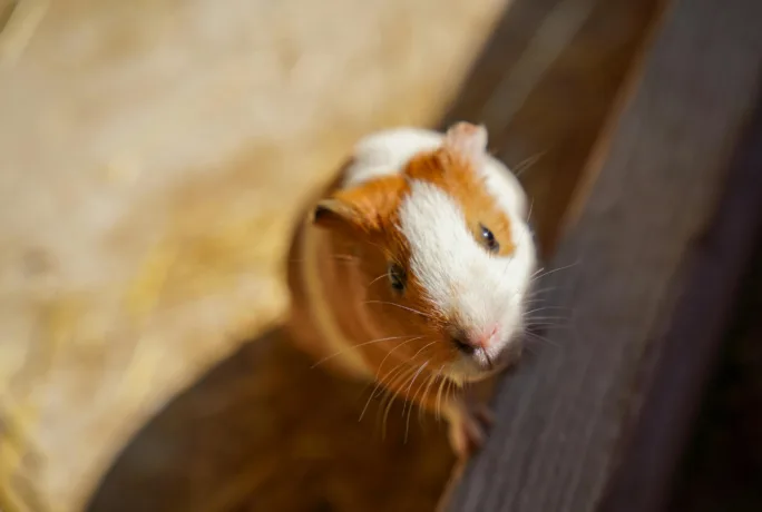 Meerschweinchen 1