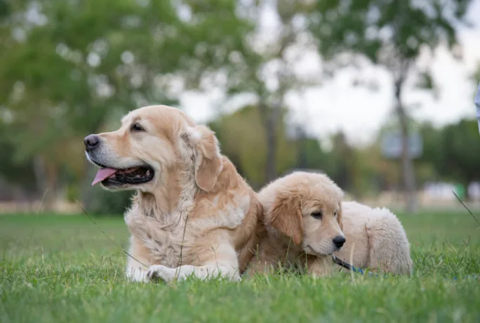 Erwachsener Hund mit Welpe