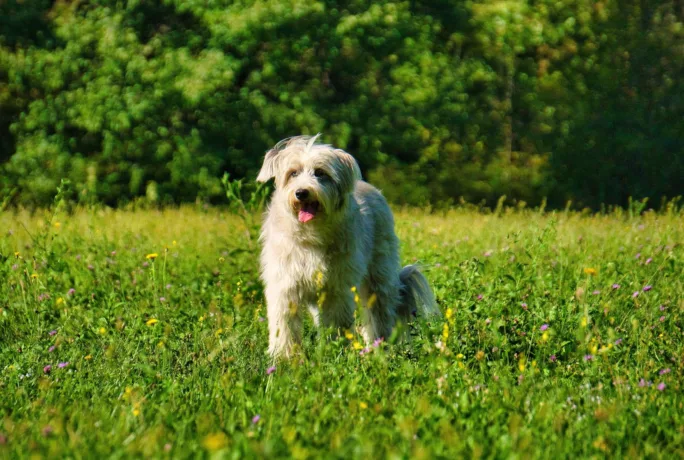 Hund wiese komprimiert