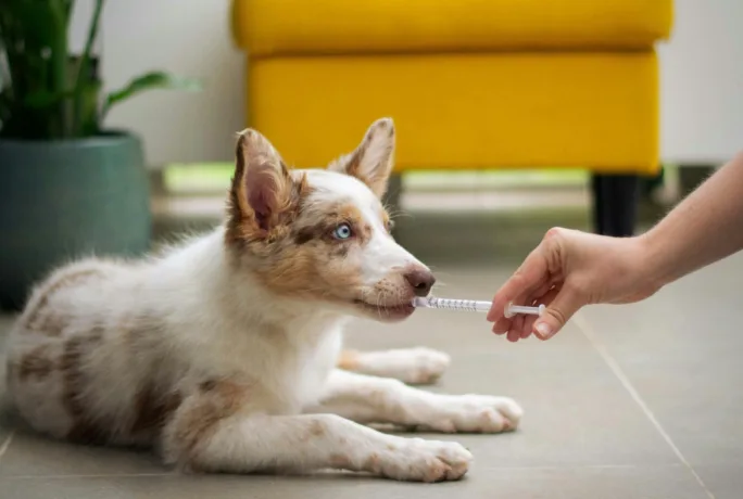 Hund Tierarzt