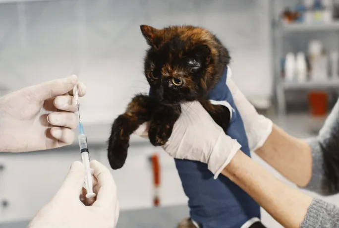 Katze Tierarzt