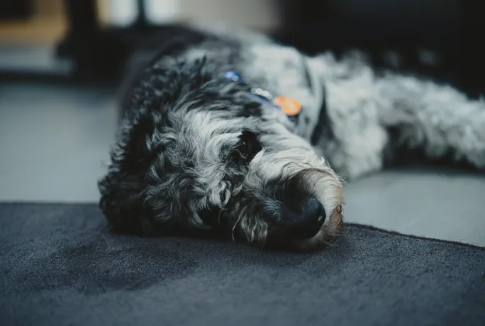 Hund liegend