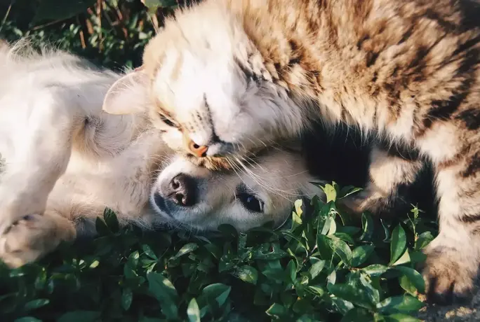 Cat and Dog