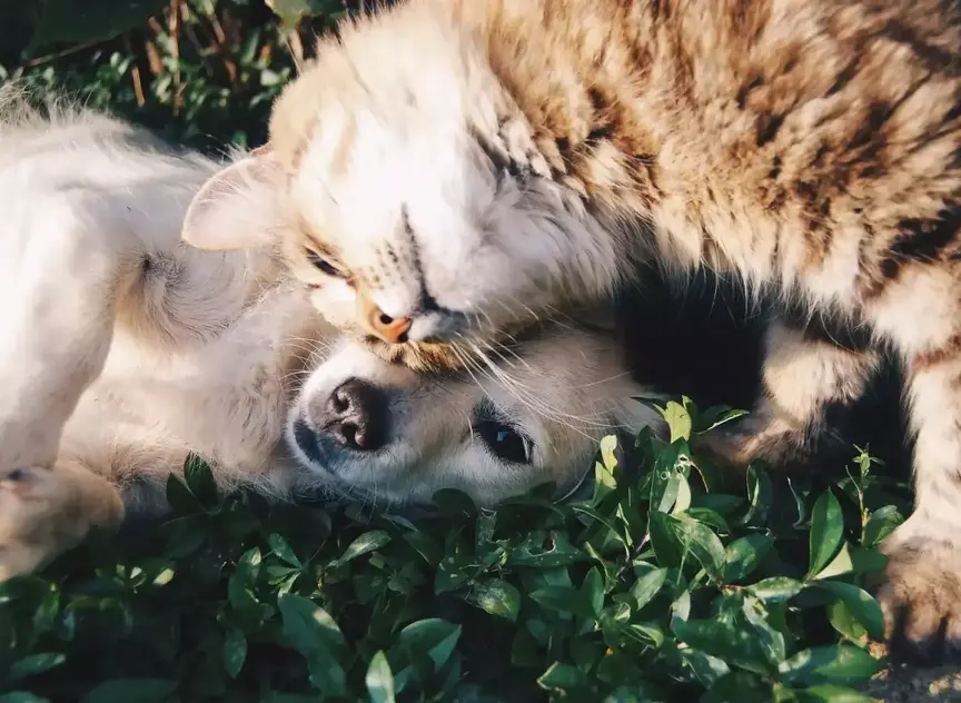 Cat and Dog