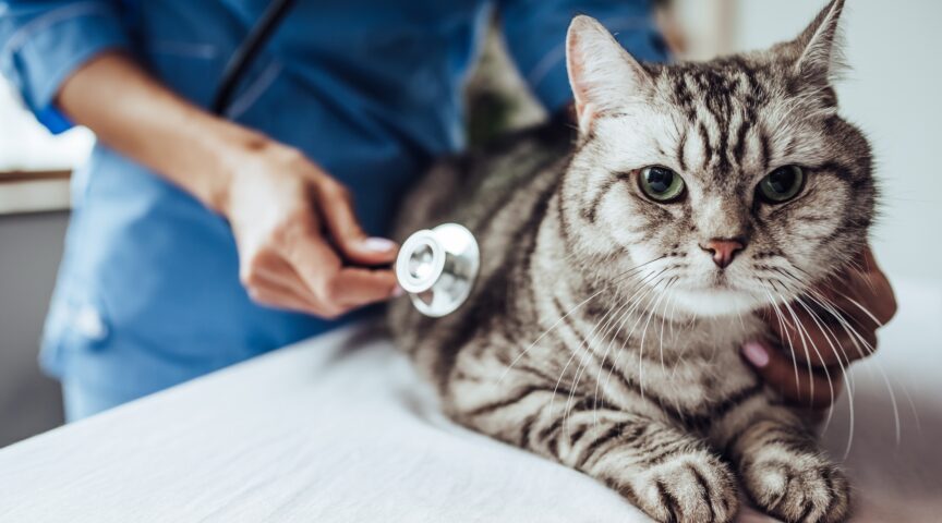 OP Versicherung Fur Katzen 