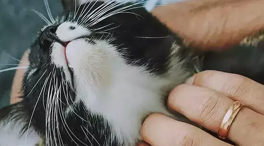 Cat img 