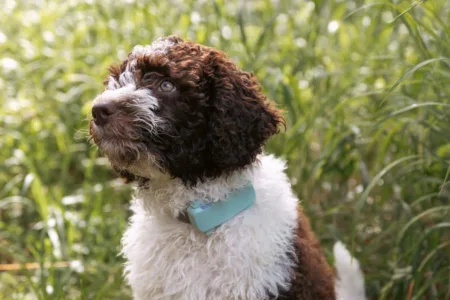 Echtzeit-GPS-Tracking