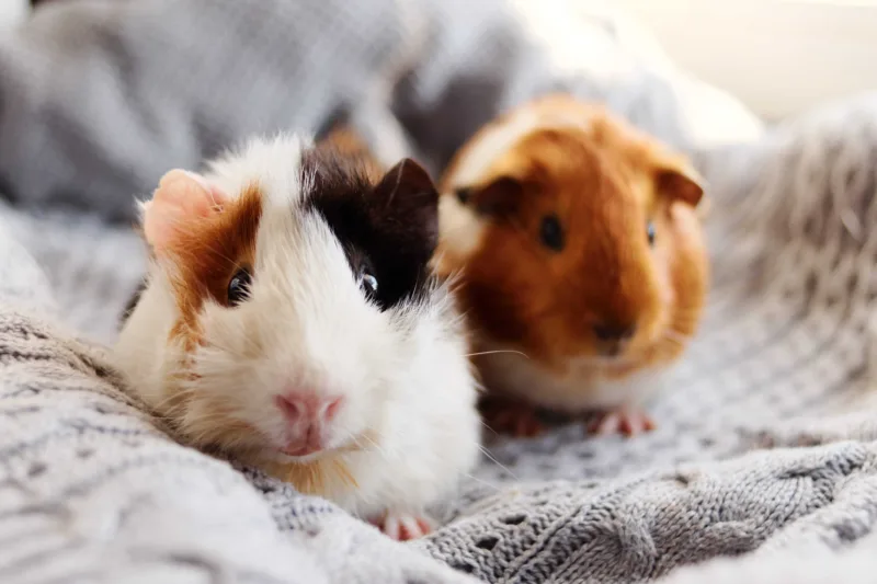 Meerschweinchen