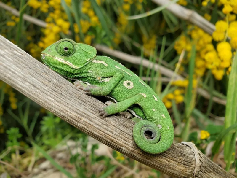 Reptilien
