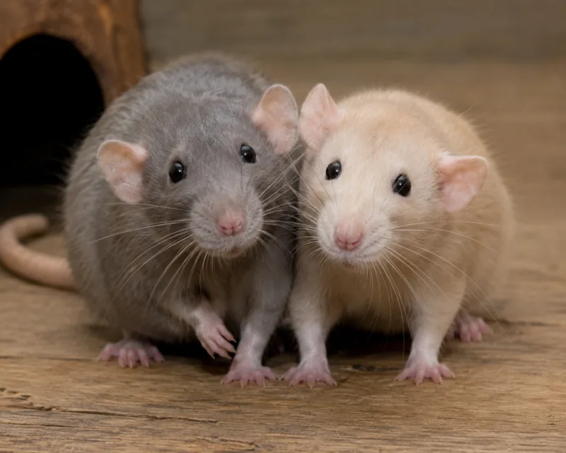 Ratten