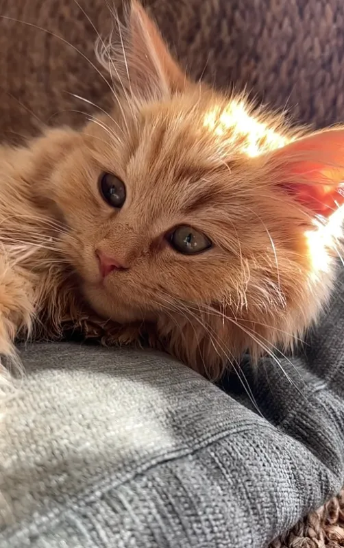 Happy Cat