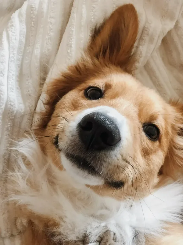Happy Sleeping Dog